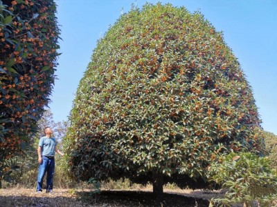 成都苗圃基地行业观察；只种一种树，他家的苗木何以逆市热销？