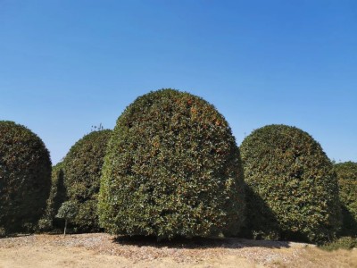 成都苗圃基地行业观察；只种一种树，他家的苗木何以逆市热销？