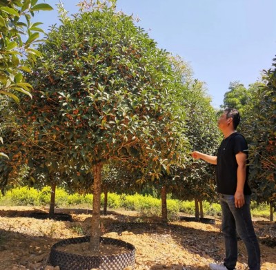 成都苗圃基地行业观察；只种一种树，他家的苗木何以逆市热销？