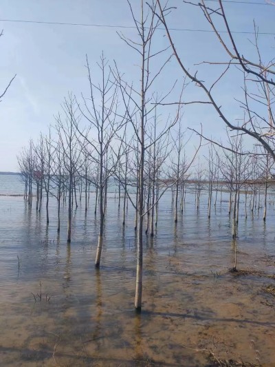 成都苗圃基地聊；水淹十月不死，变叶长达60天的神奇