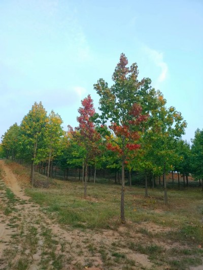 成都苗圃基地聊；水淹十月不死，变叶长达60天的神奇