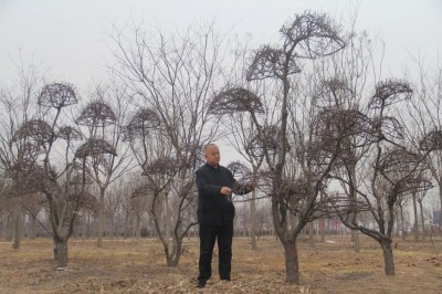 红叶，丰花，他的苗圃把这棵“淘”来的彩叶树，种出了亮眼的造型花木