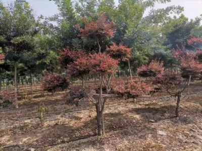 红叶，丰花，他的苗圃把这棵“淘”来的彩叶树，种出了亮眼的造型花木