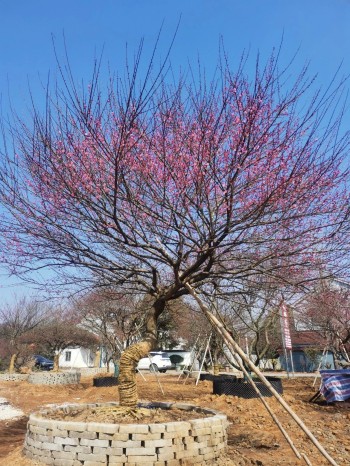 成都苗圃基地小编-长兴寻梅记