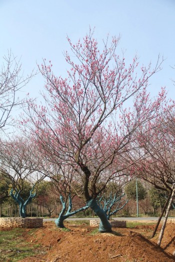 成都苗圃基地小编-长兴寻梅记