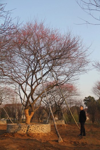 成都苗圃基地小编-长兴寻梅记