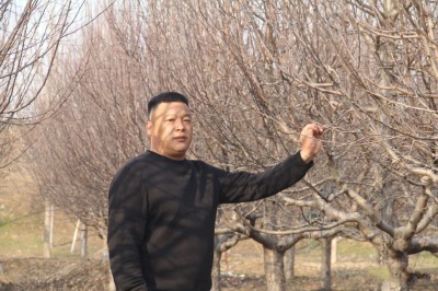 成都苗圃基地小编带你观摩“一杆到顶”的爆花大树”