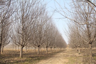 成都苗圃基地小编带你观摩“一杆到顶”的爆花大树”