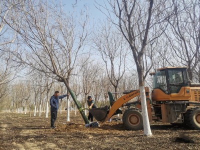 成都苗圃基地行业动态-清地，卖树！给苗圃减负！