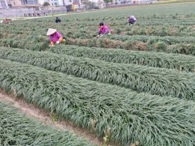 成都花木基地小编祝贺“这个老牌苗区，成立了自己的苗木协会”