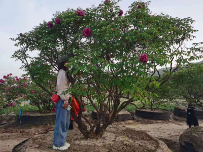 成都苗圃基地小编带你欣赏