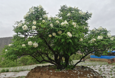 成都苗圃基地小编带你欣赏