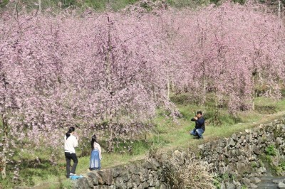 成都苗圃基地小编带参观；垂樱花海，速来！