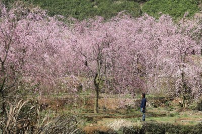 成都苗圃基地小编带参观；垂樱花海，速来！