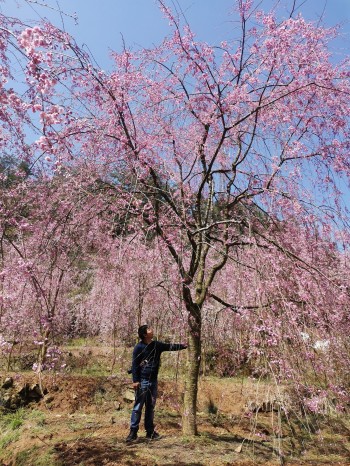 成都苗圃基地小编带参观；垂樱花海，速来！