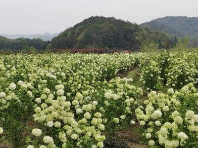 成都苗圃基地行业资讯；今年为止，最“火”的树应该就是它！