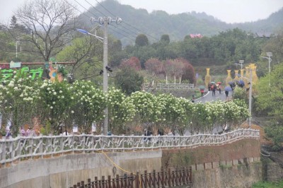 成都苗圃基地行业资讯；今年为止，最“火”的树应该就是它！