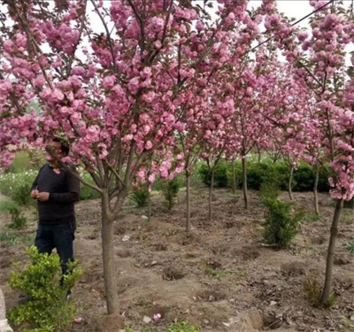 成都苗圃基小编地谈“我们成都的樱花树”