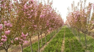 成都苗圃基小编地谈“我们成都的樱花树”