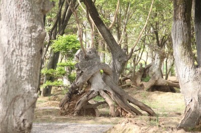 成都苗圃基地小编，重访“怪树园”