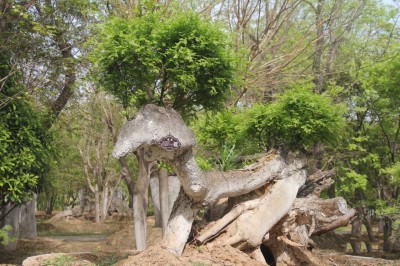 成都苗圃基地小编，重访“怪树园”