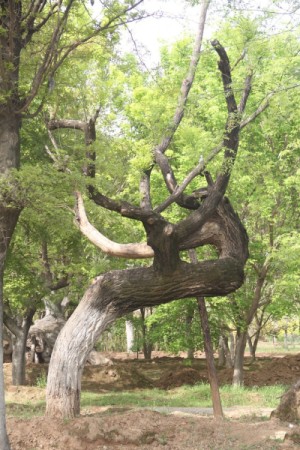 成都苗圃基地小编，重访“怪树园”