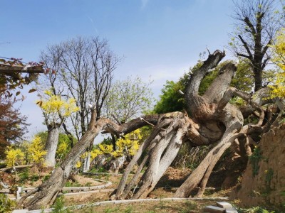 成都苗圃基地小编，重访“怪树园”