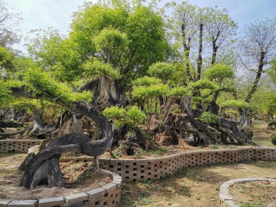 成都苗圃基地行业人物志；28岁，他给“怪树”做造型