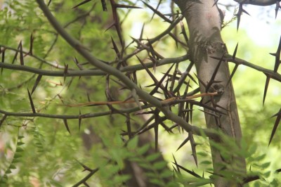 成都苗圃基地行业人物志；28岁，他给“怪树”做造型