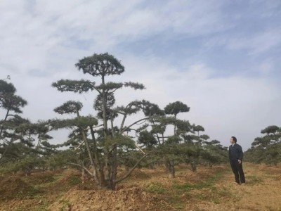 成都苗圃基地行业资讯：他给这个量大滞销的乡土树，打开新兴苗木市场