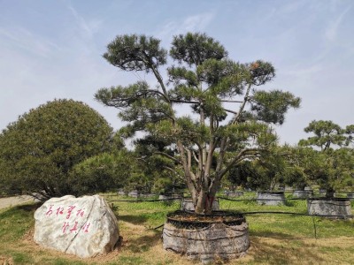 成都苗圃基地行业资讯：他给这个量大滞销的乡土树，打开新兴苗木市场