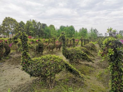 成都苗圃动态；这样的“杜鹃花瓶”，你爱了吗？