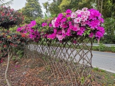 成都苗圃动态；这样的“杜鹃花瓶”，你爱了吗？