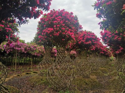 八年成型，春花满“瓶”，成都小苗圃“熬”出高效益