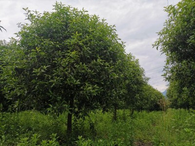 这个规格的桂花树，我苗圃有上万棵！