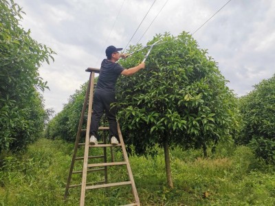 这个规格的桂花树，我苗圃有上万棵！