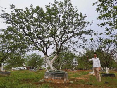 成都苗圃基地行业资讯-这棵树，成了地产景观的“专宠”