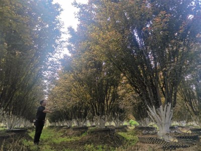 建卖场，搞苗圃，拼丛生，收石榴，组团队，闯西北苗木人张若楠的这两年