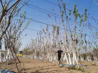 建卖场，搞苗圃，拼丛生，收石榴，组团队，闯西北苗木人张若楠的这两年