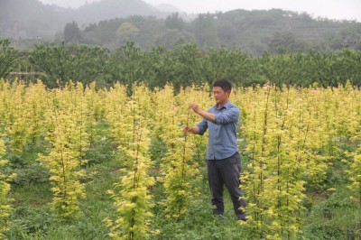 成都苗圃协会行业资讯-雨中寻枫记