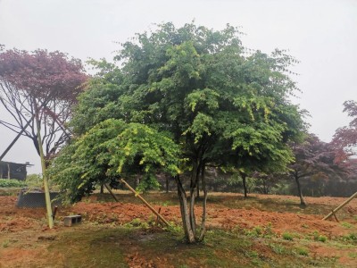 成都苗圃协会行业资讯-雨中寻枫记