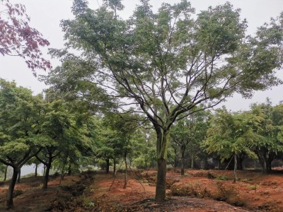 成都苗圃协会行业资讯-雨中寻枫记