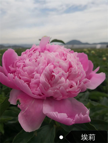 成都花木协会行业资讯-切花芍药每亩卖27万元，这是真的吗？