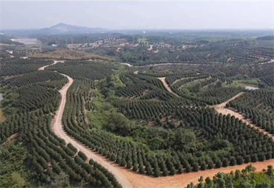 这家苗圃治好了我的“精神焦虑”