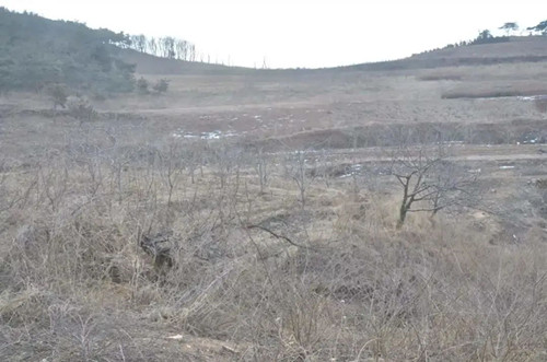 成都花木基地小编谈|建设花园的两个关键点