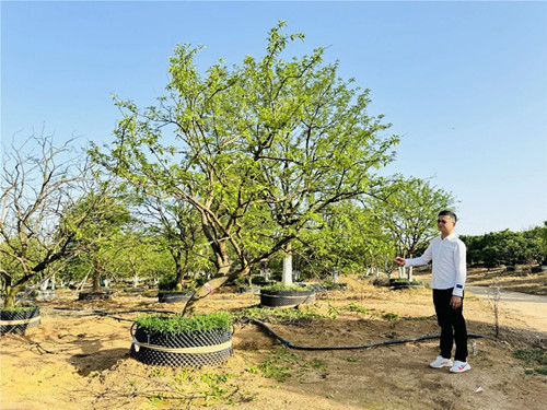 成都苗圃行业动态：2000棵不够卖！这棵地产“热捧”的乡土景观树，为何能“逆市领跑”