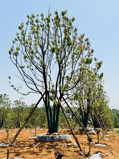 成都苗圃行业动态：2000棵不够卖！这棵地产“热捧”的乡土景观树，为何能“逆市领跑”