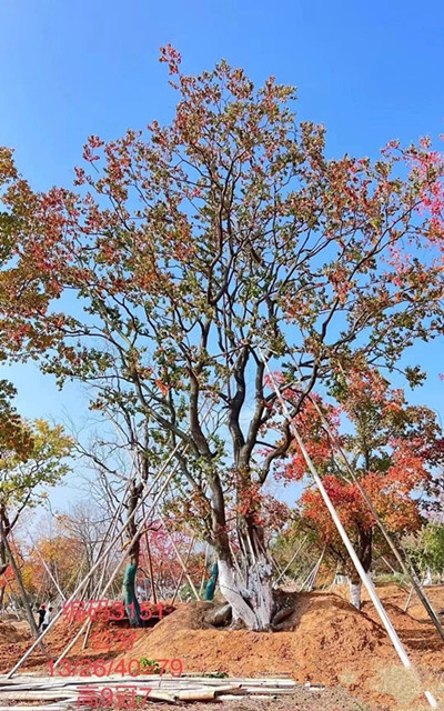 成都苗圃协会行业动态；“乌桕王子”，他用七年让这棵乡土乔木成为“行业顶流”